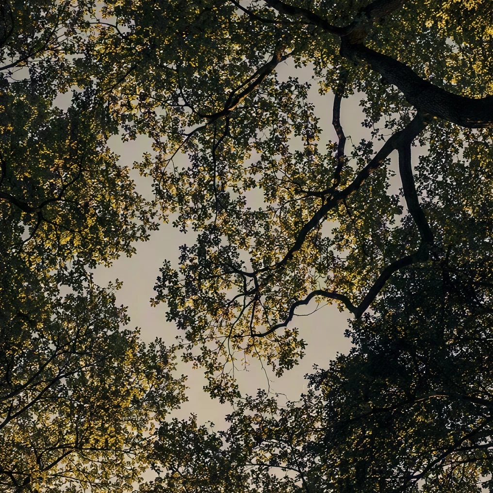 An intricate tree canopy opens into warm sky.
